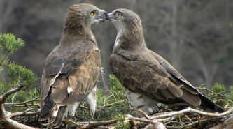 Circaetus gallicus-800x445