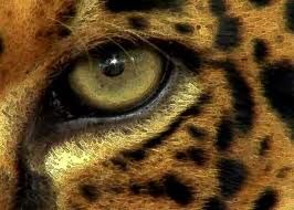 Ojo de jaguar.jpg
