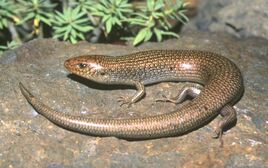 Chalcidessimonyi