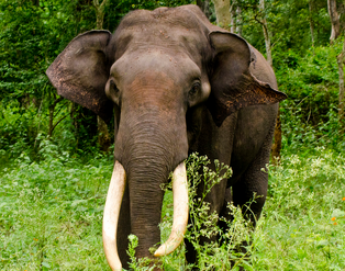Elefante asiatico