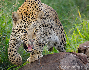 Leopardo africano 10.png