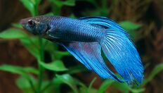 User-Completed-Image-Take-Care-of-a-Betta-Fish-2018.01.14-10.06.18.0