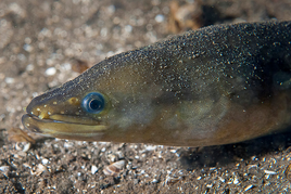 Anguila 2