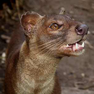 Fosa 7