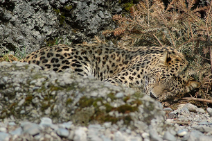 Leopardo caucasico 3