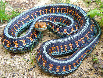 Serpiente jarretera de california