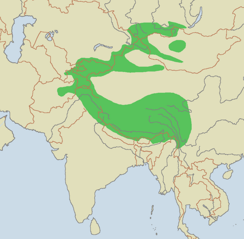 Distribución leopardo de las nieves