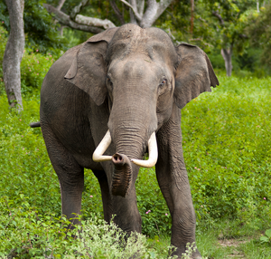 Elefante asiatico 2