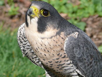 Halcon peregrino wiki1.jpg