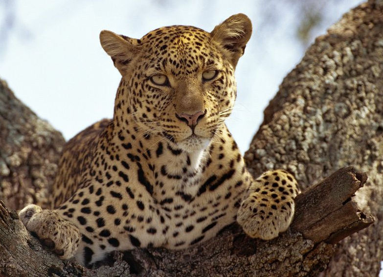 Leopardo