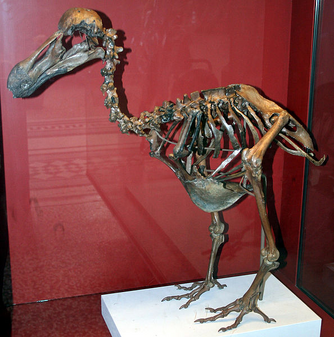 Dodo 1.png