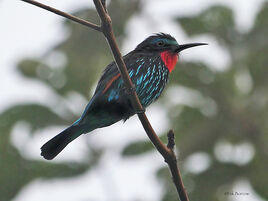 Merops gularis