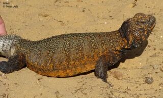 Uromastyx-acanthinura-03000032344 01