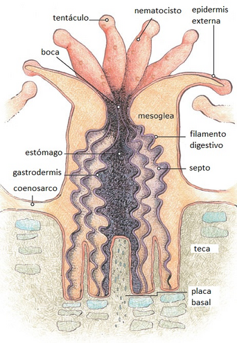 Cnidarios 2