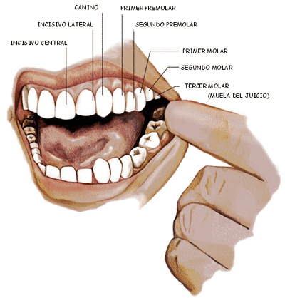 Dentadura humana