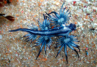 Dragon azul 1.png