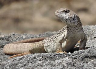 JCR8-Dipsosaurus-dorsalis-near-Pueblo-de-Alamos-Son-B78