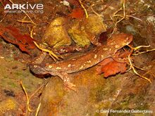Montseny-brook-newt-