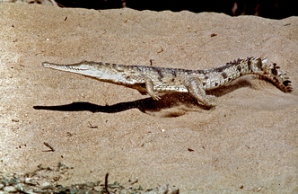 Runningcrocodile