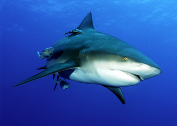 Tiburon toro wiki 1