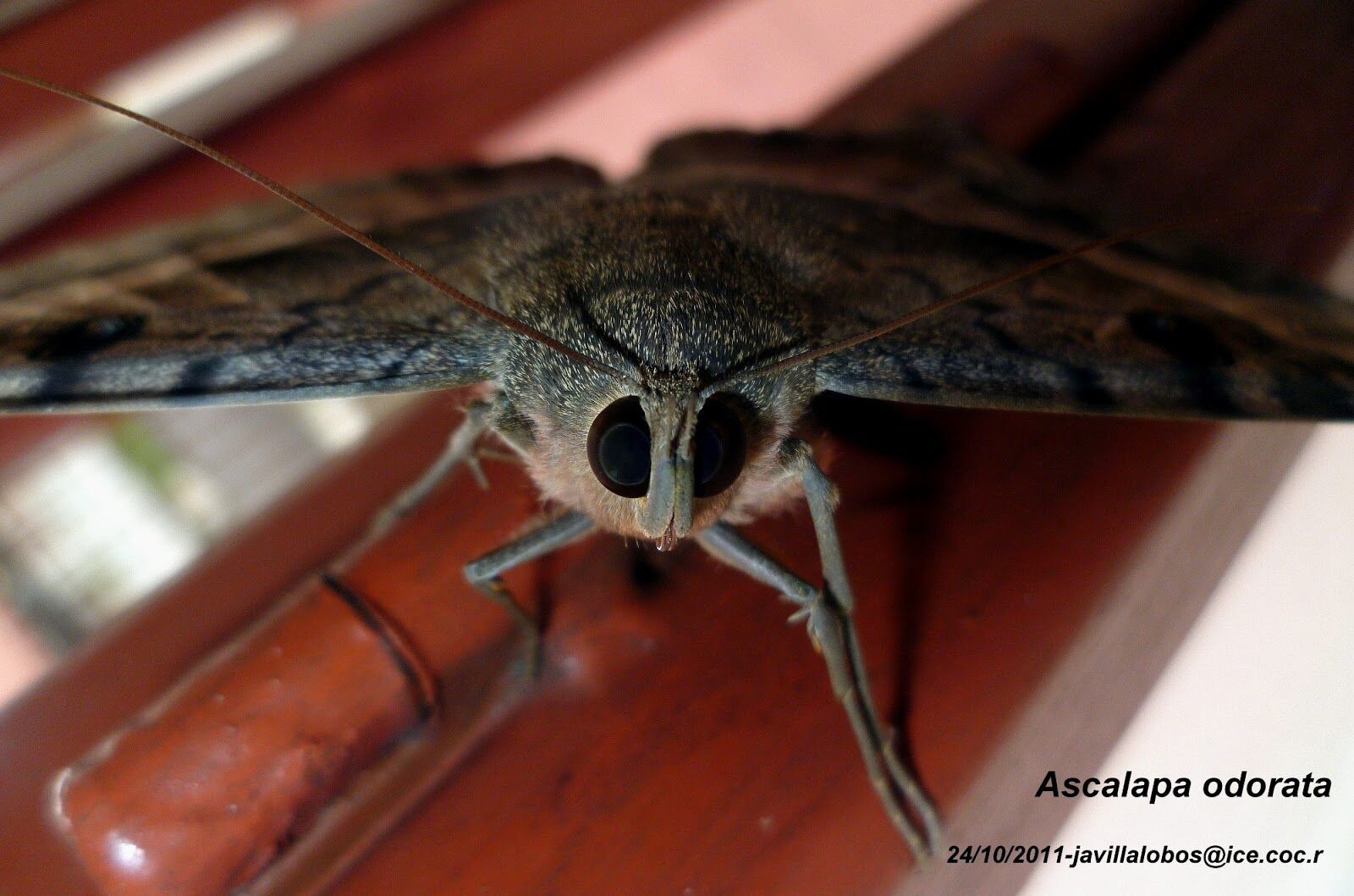 Las alas de la mariposa negra tienen el secreto para mejorar las