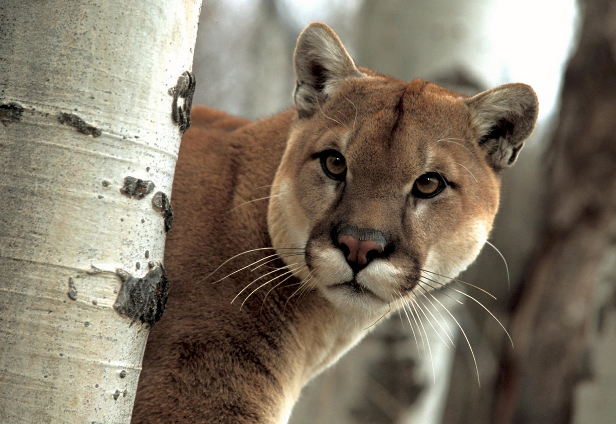 cuanto mide un puma