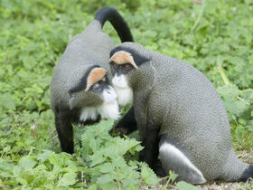 De Brazza's Guenon