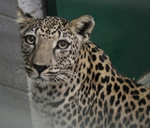 Leopardo arabe 6