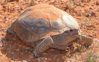 Tortuga-desierto1