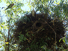 220px-Myiopsitta monachus -nest -Brazil-8b