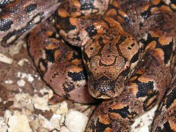 Acrantophis-dumerili-03000002483 01