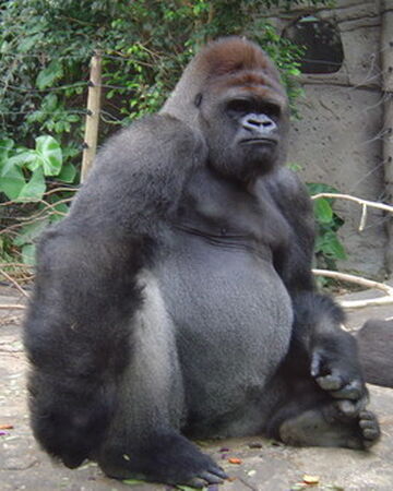 Gorila Occidental Wiki Reino Animalia Fandom