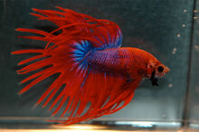 Betta-image2