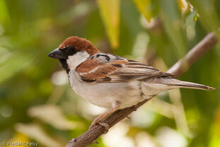 Moineau.de.somalie.frpe.1g