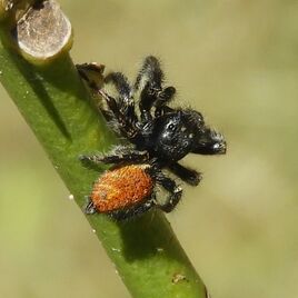 Carrhotus-xanthogramma