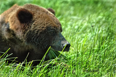 Oso pardo comiendo pasto