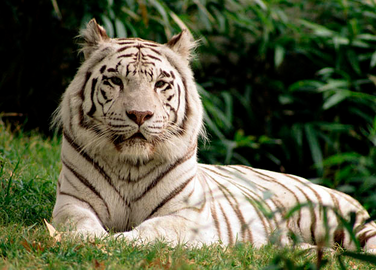 Tigre de bengala 6