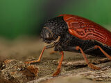 Escarabajo Joya Rojo