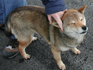 Coydog