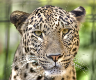 Leopardo caucasico 1