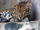 Leopardo de Indochina