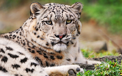 Leopardo de las nieves 3