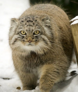 Manul