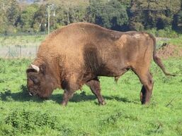 Bison Close2 330 248 c1