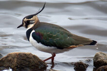 Vanellus vanellus