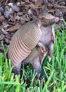 220px-Armadillo-Florida-crop-2009.jpg