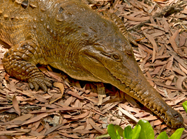 Freshwatercroco