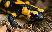 Salamandra comun