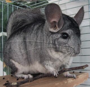 Chinchilla-Patchouli