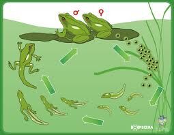 Metamorfosis.jpg